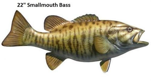 Biggest Bass 22 Inch Bass Weight Smallmouth Bass – IGFA Store
