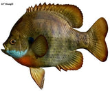 Bluegill