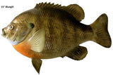 Bluegill