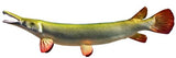 Gar (Alligator)