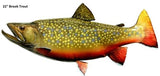 Trout, Brook