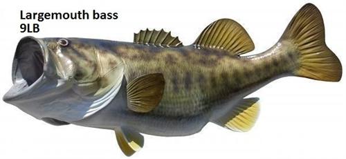 Largemouth bass fish mount – IGFA Store