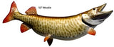 Muskie