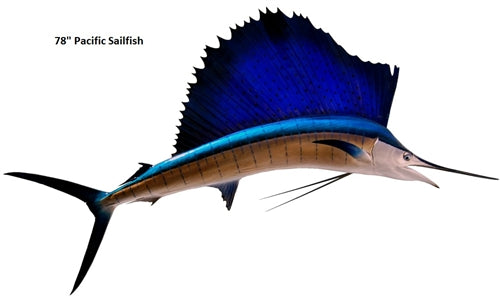 HAMMO /SAILFISH カーボン5'4 good size！ 78