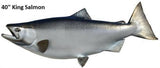 Salmon, King