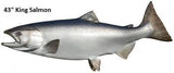 Salmon, King