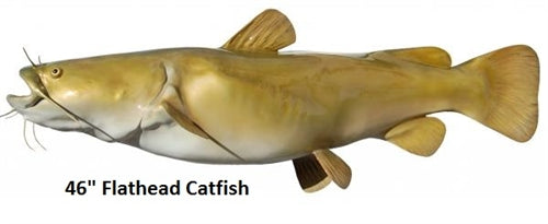 Catfish (Flathead) – IGFA Store - Main Image