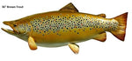 Trout, Brown