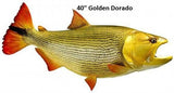 Golden Dorado