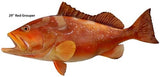 Grouper, Red