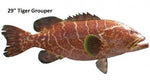 Grouper, Tiger