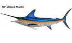 Marlin, Striped