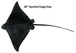 Ray, Spotted Eagle