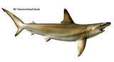 Shark, Hammerhead