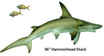 Shark, Hammerhead