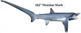 Shark, Thresher