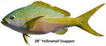 Snapper, Yellowtail