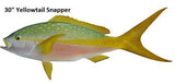 Snapper, Yellowtail