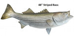 Striped Bass