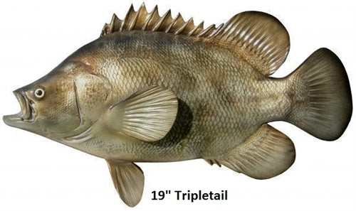 Tripletail