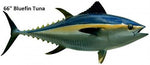 Tuna, Bluefin