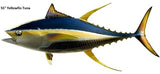 Tuna, Yellowfin